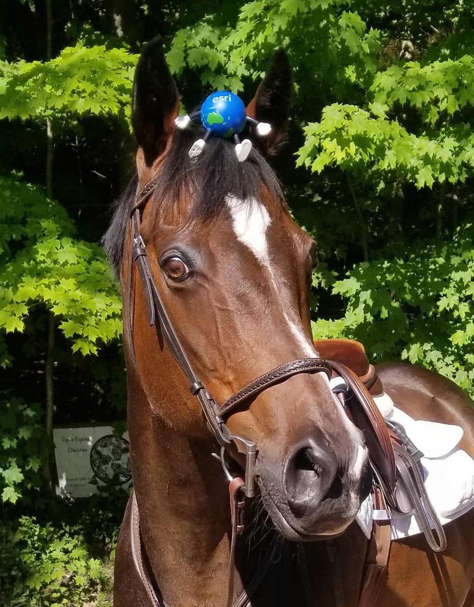 nettiequette's tweet photo. Giddy up @EsriUC 🐎 Super excited to share our #EsriUC 5K Virtual Run/Walk 2020 using #QuickCapture to map our adventures w/ my #geopartners #Globie 🌍 #Diesel 🐴 6.4 km 🤠 1:25:28 ⌚ 4.5 mph Check out our #nettiespaghetti ♡ #EsriUC2020 #iheartEsri ➡️ https://t.co/MNXpAvQtEI ⬅️ https://t.co/sTgvnxTSOG