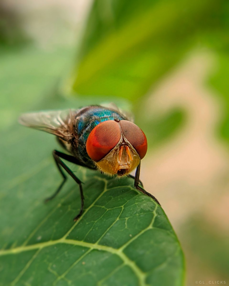 gl_clicks's tweet photo. The 8 0 0 0 lenses...👀 #CompoundEyes
.
.
@skyviktech @BBCEarth @BBCEarthAsia
#Macro #Seewithsigni #teampixel #bluefly #Shotonphone #bbcearth #glclicks #macrophotography https://t.co/f24GZ4V1tc