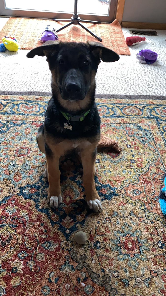 nda___crews's tweet photo. So my puppy is obsessed with Rocks. She always has to bring one inside. We literally have rocks everywhere in our house. https://t.co/XWjWsqRRV1