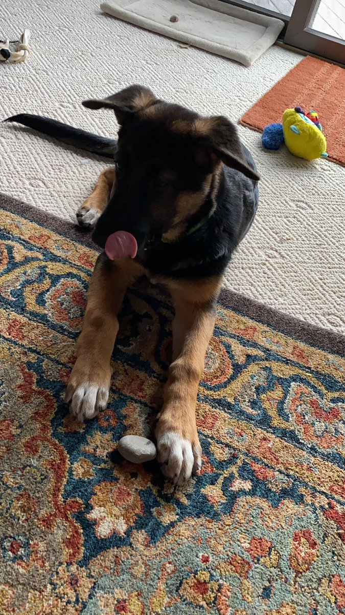 nda___crews's tweet photo. So my puppy is obsessed with Rocks. She always has to bring one inside. We literally have rocks everywhere in our house. https://t.co/XWjWsqRRV1
