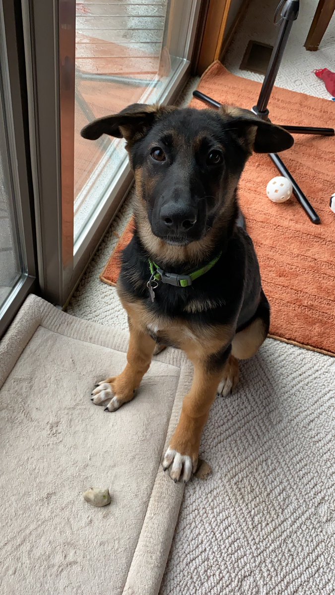 nda___crews's tweet photo. So my puppy is obsessed with Rocks. She always has to bring one inside. We literally have rocks everywhere in our house. https://t.co/XWjWsqRRV1