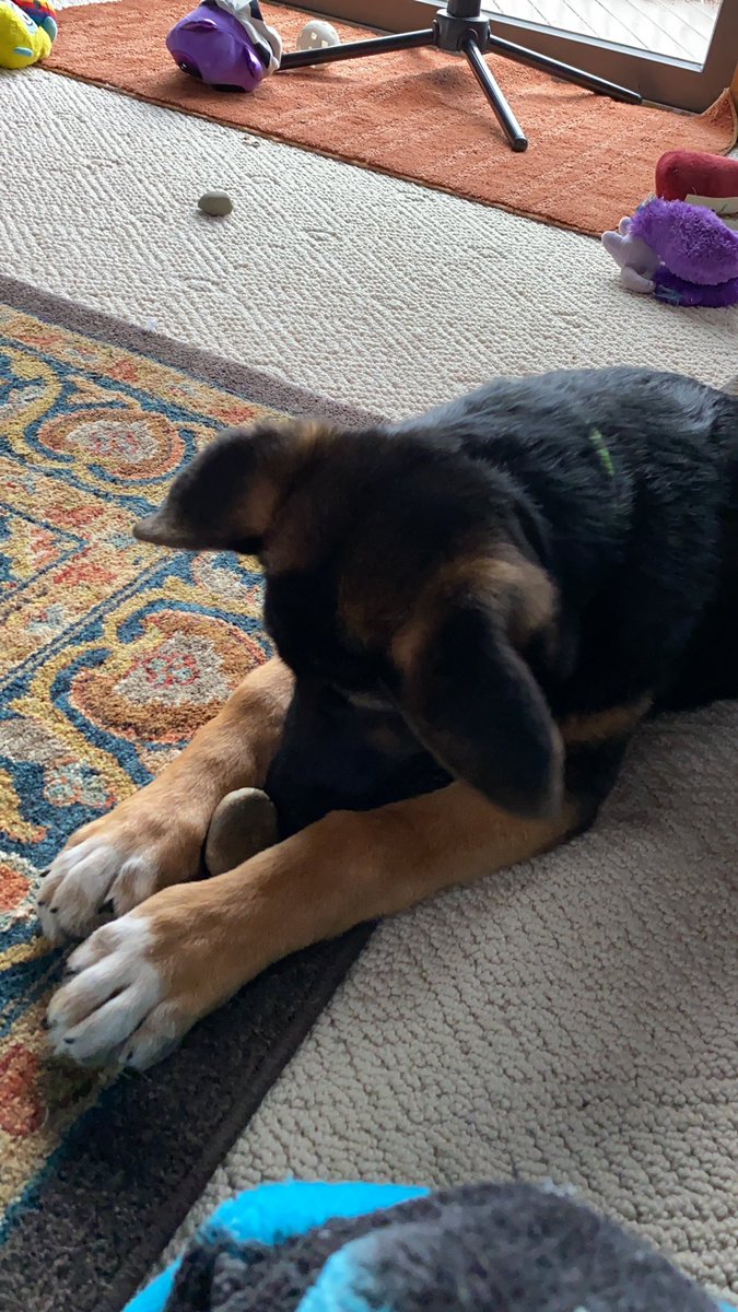 nda___crews's tweet photo. So my puppy is obsessed with Rocks. She always has to bring one inside. We literally have rocks everywhere in our house. https://t.co/XWjWsqRRV1