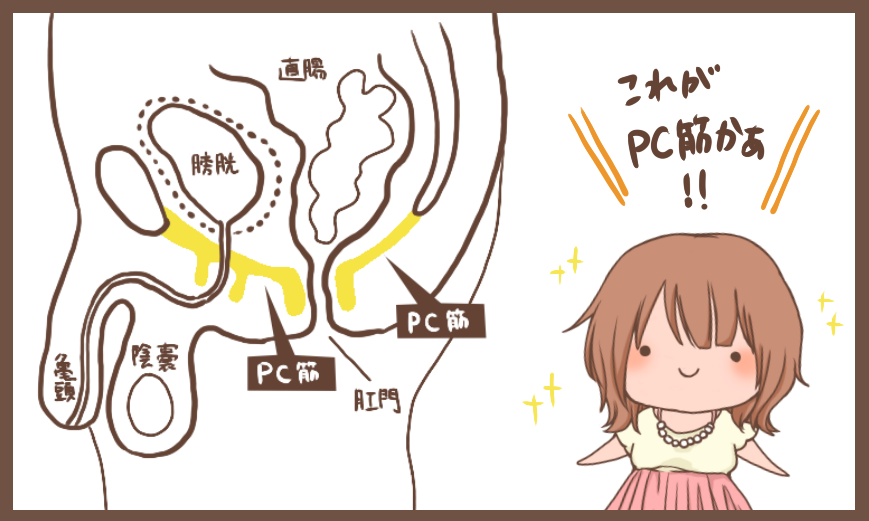 とろりん Pc筋を鍛えるメリットとは 早漏防止 中折れ防止 勃起維持 早漏改善に効果があるので有名なpc筋 ペニスの海綿体に溜まった血液をとどめ 勃起状態を維持する働きがある筋肉なんです 肛門括約筋と連動しているので 肛門を閉めたり とろりん Pc筋を鍛えるメリットとは 早漏防止 中折れ防止 勃起維持 早漏改善に効果があるので有名なpc筋 ペニスの海綿体に溜まった血液をとどめ 勃起状態を維持する働きがある筋肉なんです 肛門括約筋と連動しているので 肛門を閉めたり