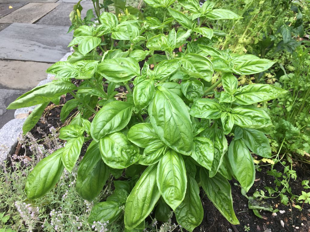 Pegplant's tweet photo. Try these culinary herb recipes. I am making simple syrups with mints and basils. How are you using herbs in the kitchen? #culinaryherbs #herbs #recipes #simplesyrups #basils #mints #pesto #gardening #garden #plants #marinades #butters 🌿🍊🍸 https://t.co/NpNBZElkJ7 https://t.co/gpqDh8OO3Z
