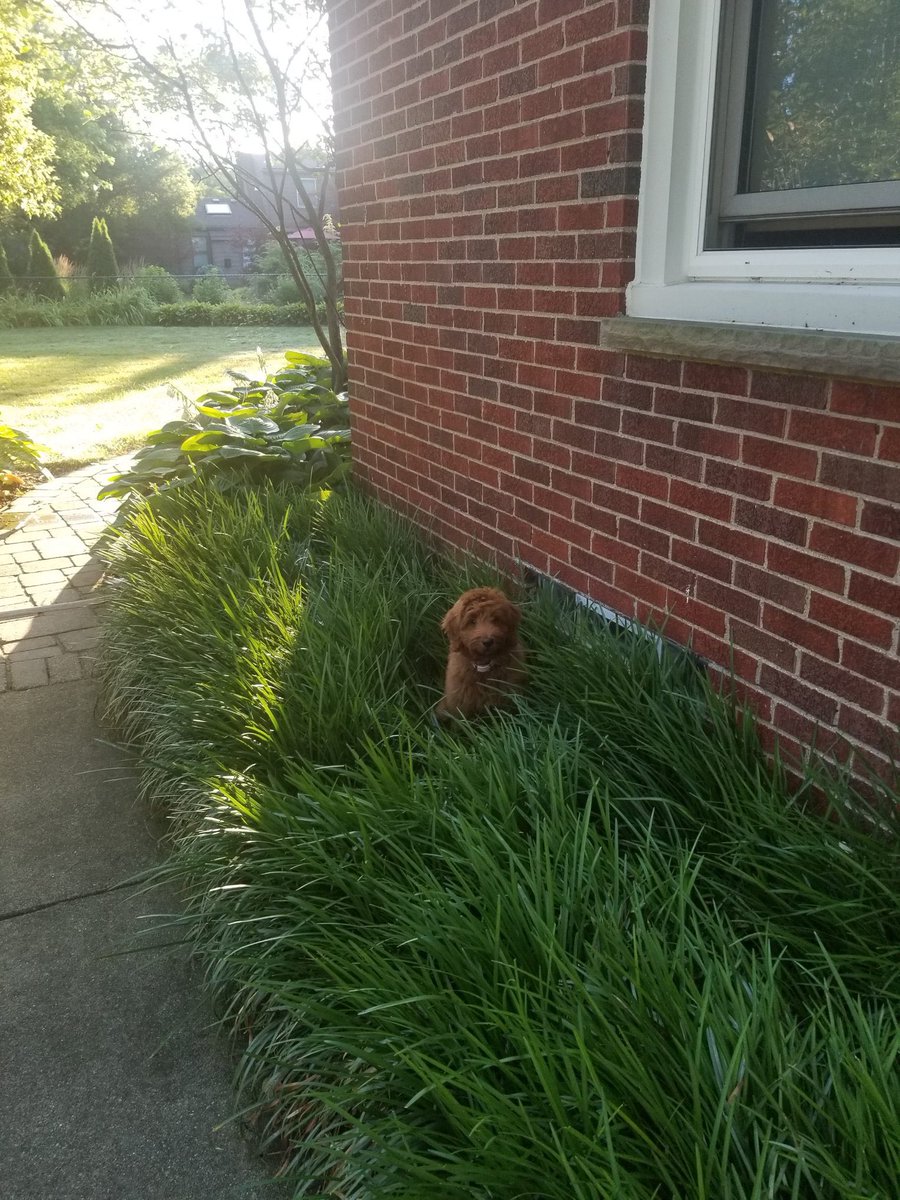 Our pup Ruthie is still learning to know the difference between the lawn and the landscaping.😂