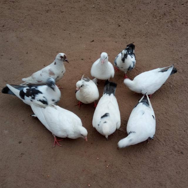 Disponible, savon de chance, parfums de chance et d'autres produits s'attirence.
-La richesse sans conséquence négatif avec le portefeuille magic ou valise magique.
Celui qui cherche pas à connaître la réalité ne sais pas que la vie à de couvercle.
Un seul contact +22994401564