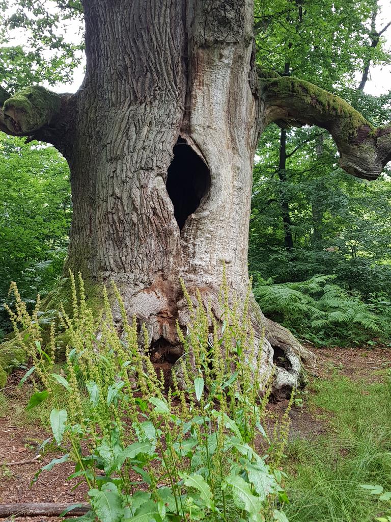 Riocha10's tweet photo. Wenn es schon regnet dann halt ne Runde durch den Urwald https://t.co/65pEJpmQJp