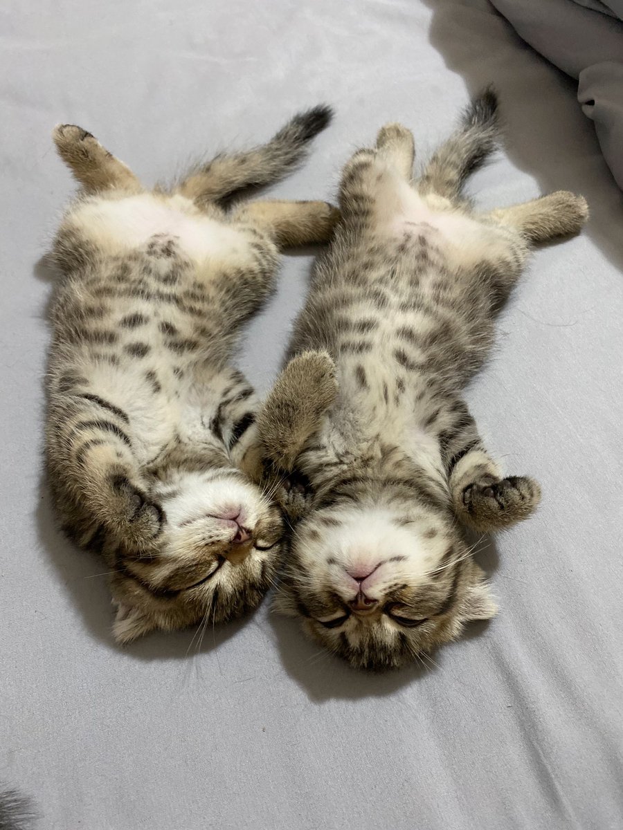 พี่เจ๋งน้องเตี๋ยวไม่ตีกันสิลูกกก tweet media