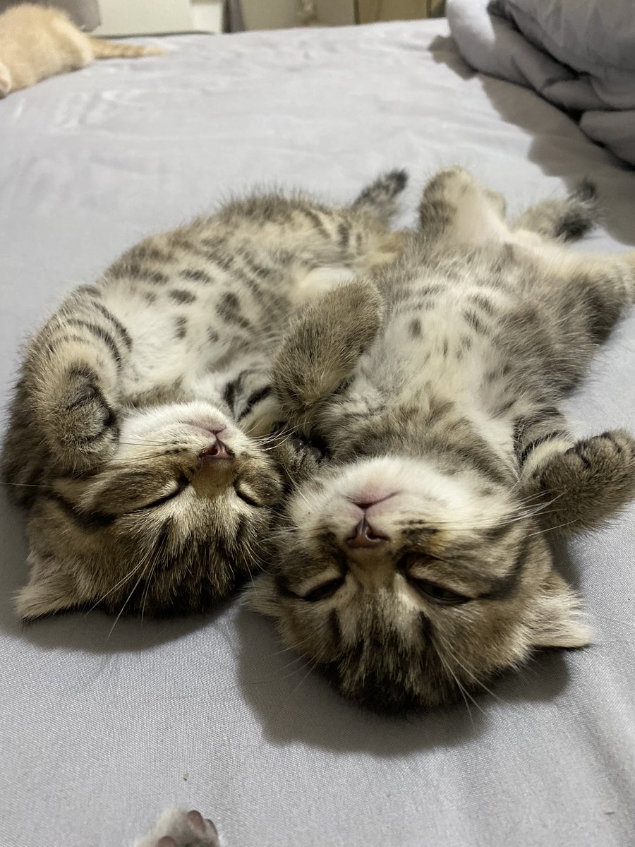 พี่เจ๋งน้องเตี๋ยวไม่ตีกันสิลูกกก tweet media
