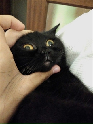 HereKittens's tweet photo. https://t.co/HQ1vNVZx0O