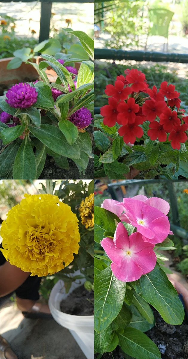 Ben çiçeklerin samimiyetine inanıyorum. İster tenekeye ekin, ister en pahalı saksılara. Emeğiniz kadar güzelleşiyorlar...🌸