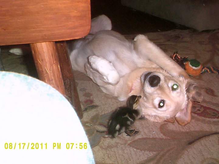 ToddLafave's tweet photo. @HUSKYLOVERSUSA1 This Pup.. My Amber Does. https://t.co/Sow4elZK5k