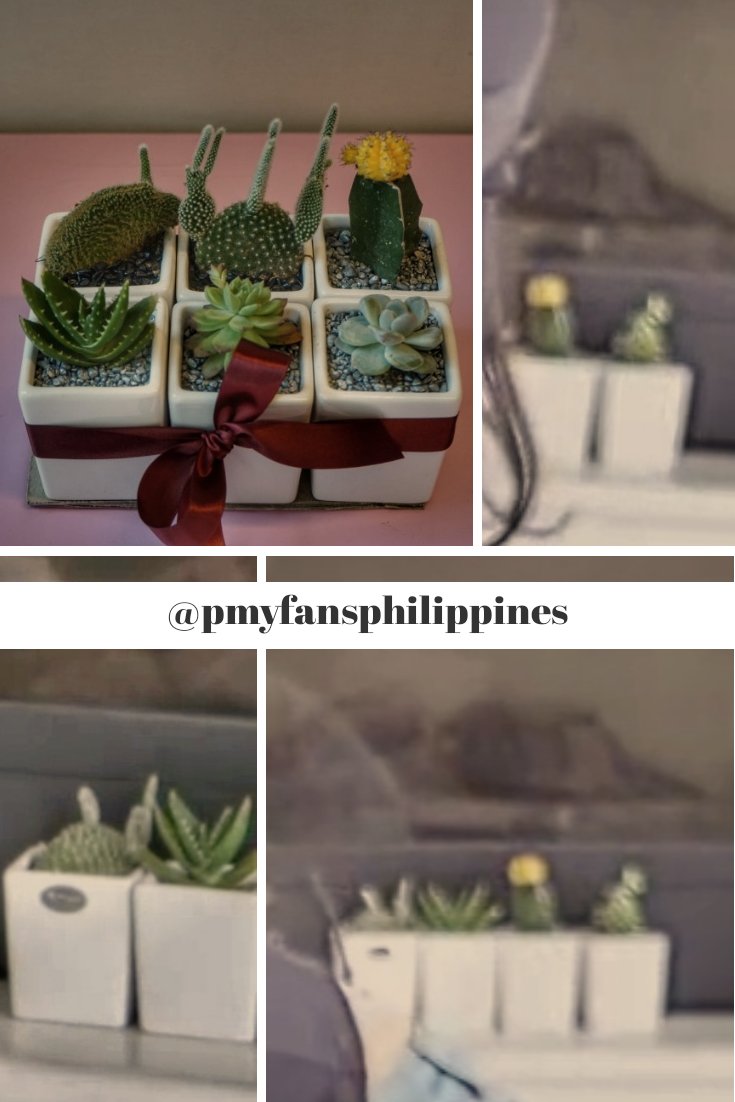 pmyphilippines's tweet photo. Have you watched her latest vlog? I think we saw the succulent we gave her as a birthday present last March 2020 🥺

https://t.co/SGyieuG4nO https://t.co/8xRnBm37Ex