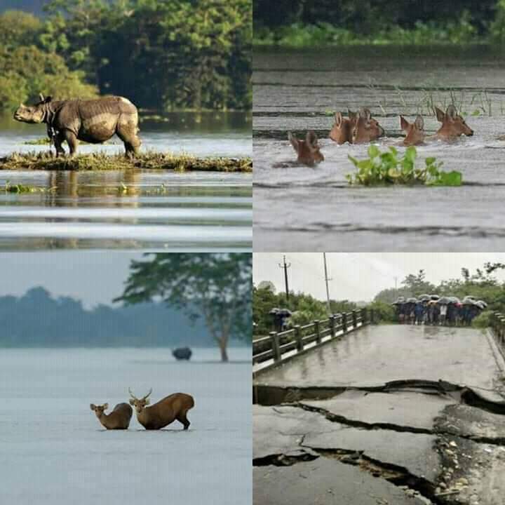 Lakhyaj47925813's tweet photo. Assam is devastated with the havoc flood apart from #CoronaPandemic 
#PrayForAssam #AssamNeedsHelp 
@PMOIndia @CMOfficeAssam @himantabiswa @joibarua @ANI @ZeeNews @ndtv @SonuSood @deespeak @RandeepHooda @vickykaushal09 @Ileana_Official @dhruv_rathee @moefcc @HMOIndia @RahulGandhi https://t.co/6zWoxgceSm