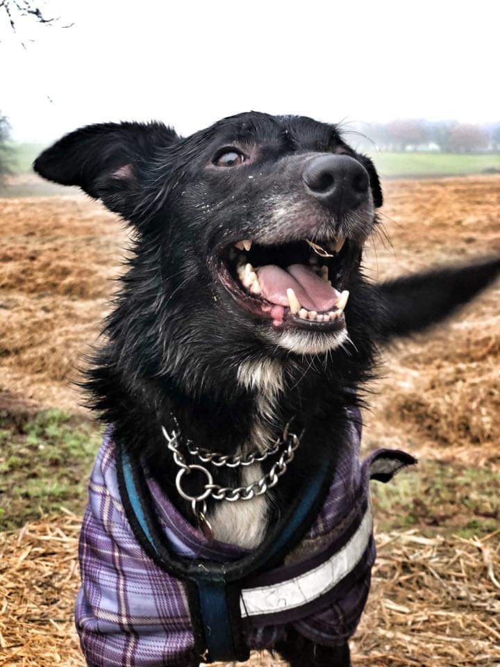 Nightowl400's tweet photo. Pugwash needs a pet and child free forever home please, he's had a rotten start to his life and needs love and security. Call the Hilbrae kennel team on 01952 541254 any day between 9am and 4pm for more information #Teamzay #Rescue #TeamHilbrae #ADOPT @AndLabus https://t.co/OXcT9JTvQn