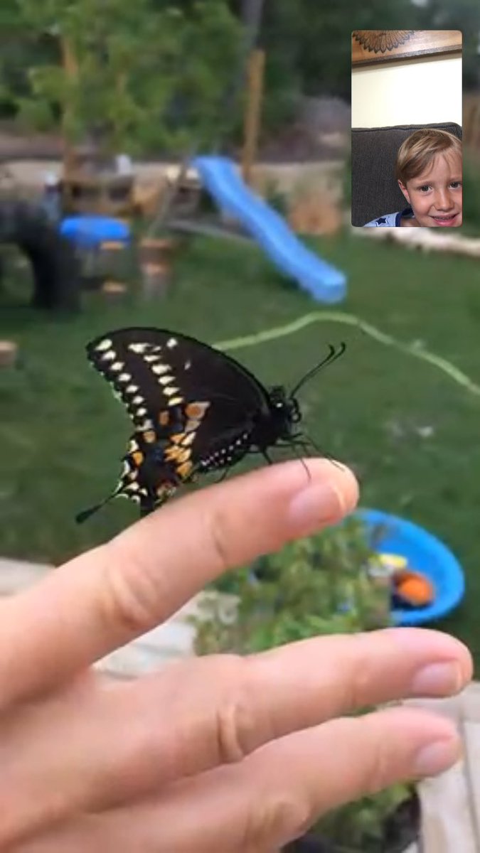 muncesters's tweet photo. Our little guy Howie came out of its chrysalis while we were at the cottage. Had a great FaceTime session to observe the process. 🐛🦋 @jmewrdsb @brpwrdsb https://t.co/vGzW73JOQW
