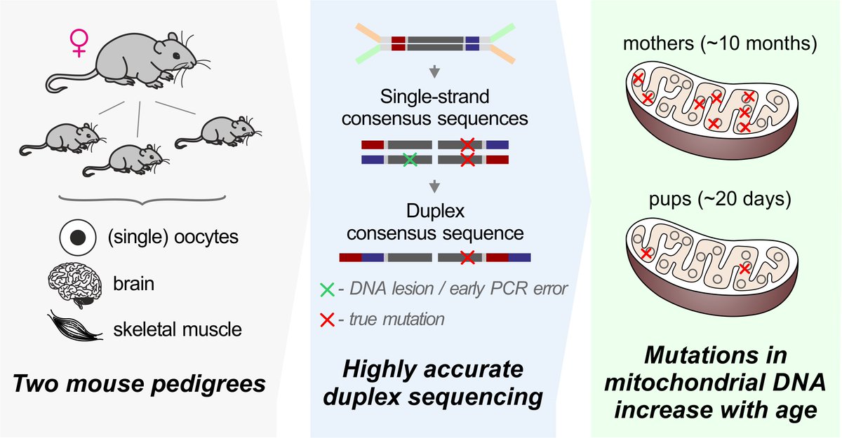 Read our recent paper in <a href="/PLOSBiology/">PLOS Biology</a>: Age-related accumulation of de novo mitochondrial mutations in mammalian oocytes and somatic tissues. By <a href="/Arbeithuber/">Barbara Arbeithuber</a>, J.Hester, M.Cremona, <a href="/NickStoler/">Nick Stoler</a>, @A_A_Zaidi, B.Higgins, K.Anthony, F.Chiaromonte &amp; F.Diaz plos.io/3fxpReo 1/n
