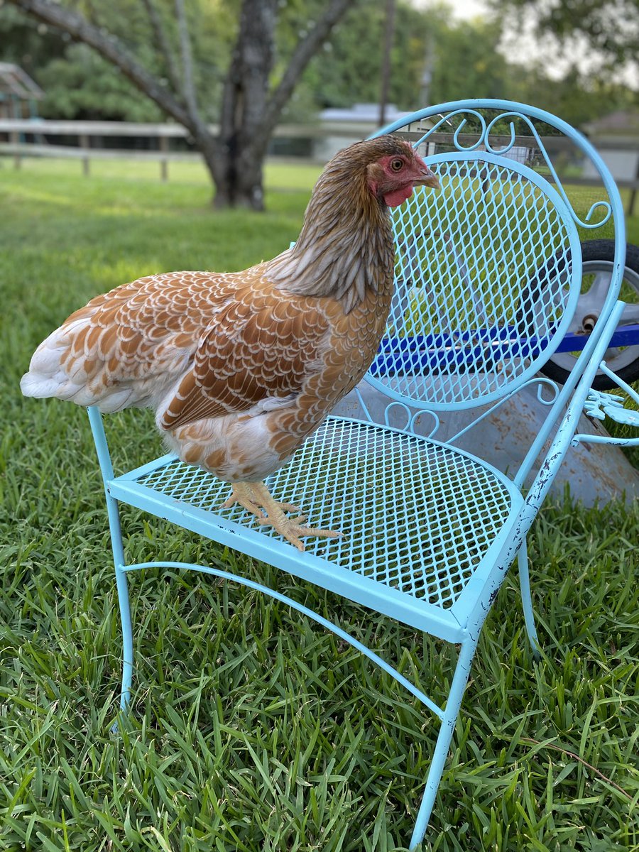 readygrowgarden's tweet photo. Good morning gardening friends! Happy Thursday from my hen ๐ Have great day! ๐ป#backyardhen #thursdaymorning #littlefarm https://t.co/QitELgRwgZ