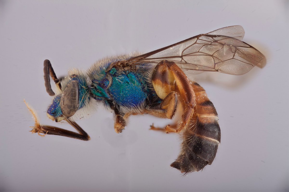 BeesYork's tweet photo. #ThirstyThursday: Agapostemon alayoi (Halictidae). This #bee looks like two very different bees have been spliced together, but that's certainly not the case! This species can be found in #Haiti and The #DominicanRepublic. This specimen was collected in the latter. #dailybee https://t.co/ewAWU8GooU