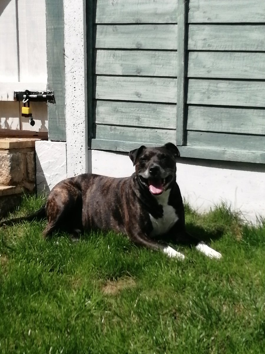 HarleyStaffy's tweet photo. #sunnyday #myfavouriteplacetobe  #staffy #dontbullythebreed https://t.co/yRSISDRs5O