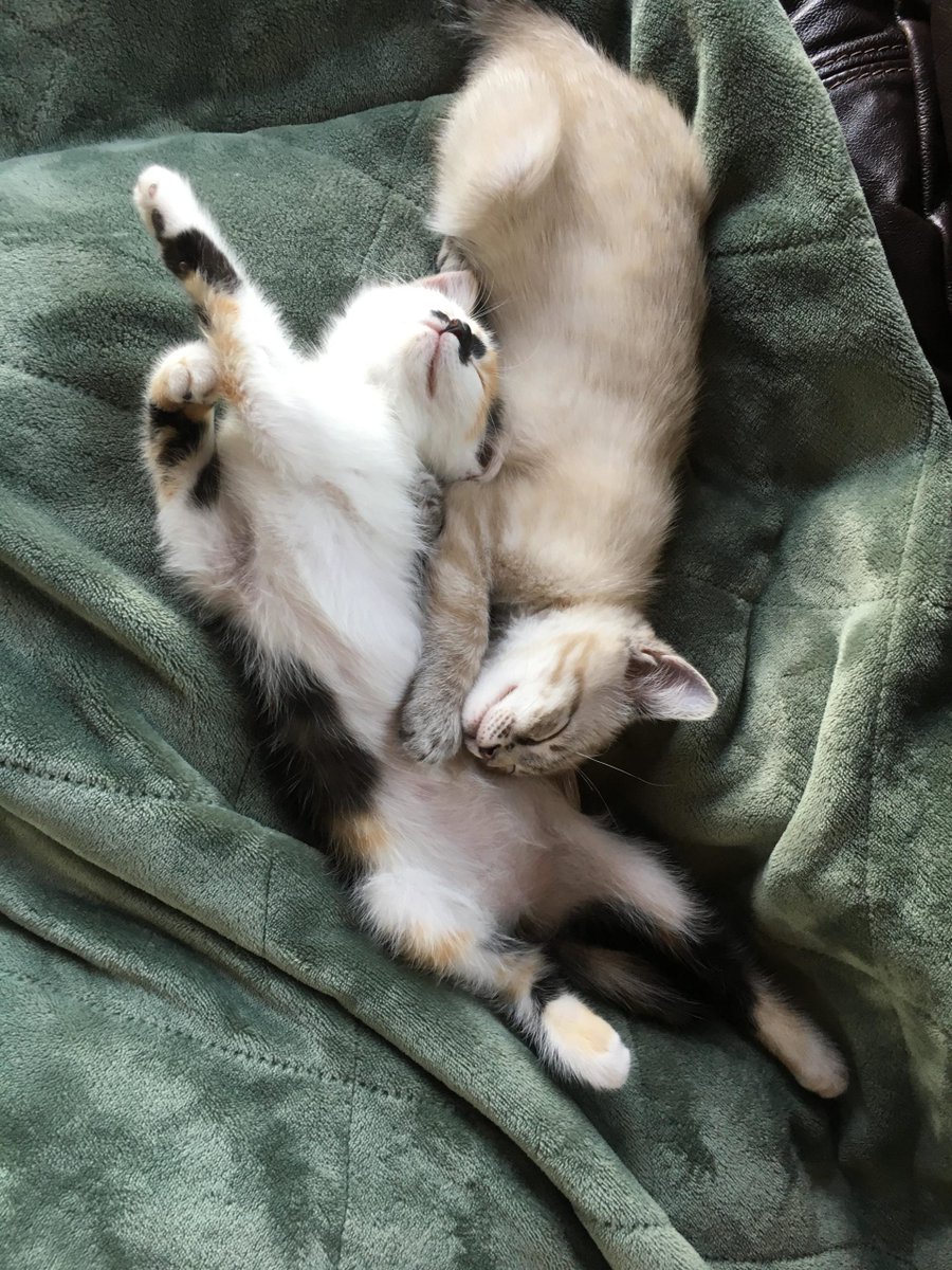 MeowMoeDotCom's tweet photo. #Morty and #Summer, 10-week old #Brother and #Sister
#Cats #Cat #Kittens #Kitten #Kitty #Pets #Pet #Meow #Moe #CuteCats #CuteCat #CuteKittens #CuteKitten #MeowMoe #10week
https://t.co/RJwSTmnVGZ https://t.co/jnK1bq69ZQ