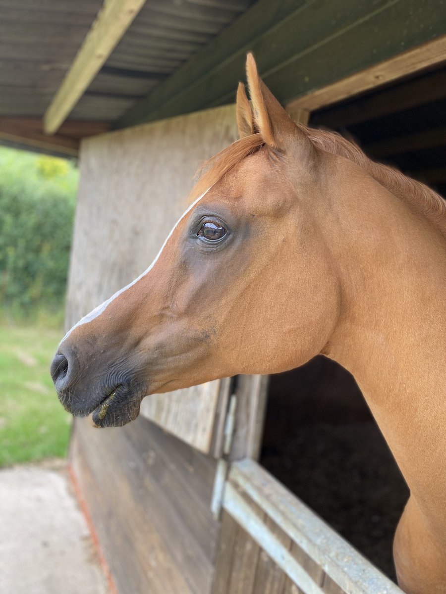 chappers_lucy's tweet photo. This face 😍 #ArabianHorse #ArabianChestnut #DreamHorse https://t.co/uL8I5bF20T