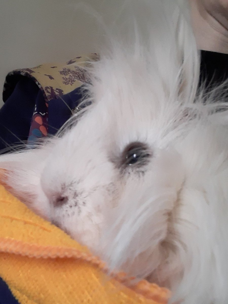 LeonardREW's tweet photo. #GuineaPigAppreciationDay We appreciate you James Clerk Maxwell Junior Two
💕💕😘😘 https://t.co/j695t3Rjpi