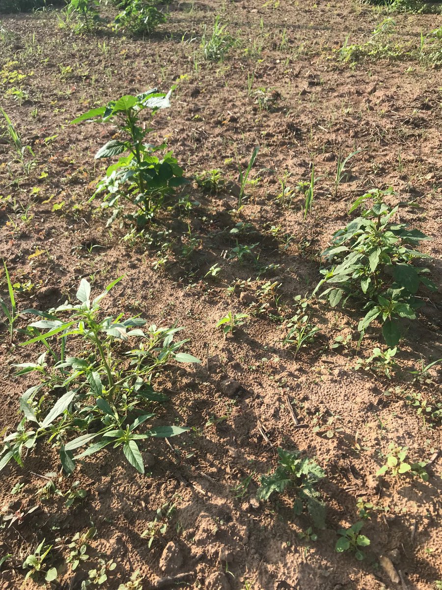 Waterhemp, Palmer amaranth, and spiny amaranth in the same field adjacent to one another. First time I’ve seen this. Scary! #uaexweeds