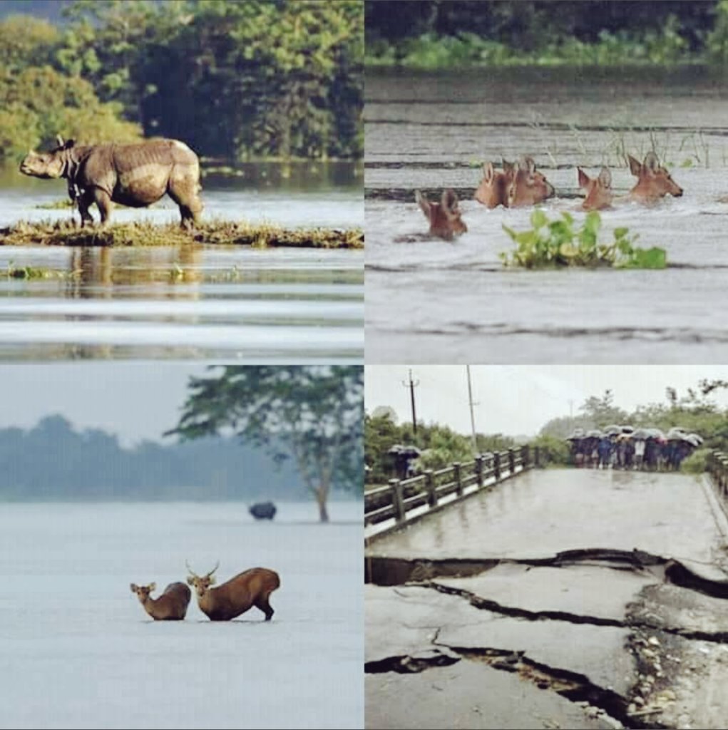 dikshitaaD's tweet photo. Kindly Have a look towards Assam 🙏 The Situation is getting worse day by day 
#PrayForAssam
#AssamFloods2020 
#AssamIsDrowning 
#AssamNeedsHelp
@CMOfficeAssam @PMOIndia @ANI @lurinjtgogoi @joibarua @_AdilHussain @arghadeep69 @dasbidyutbikash @ndtv @AJEnglish https://t.co/Y0b2kgm0Tk