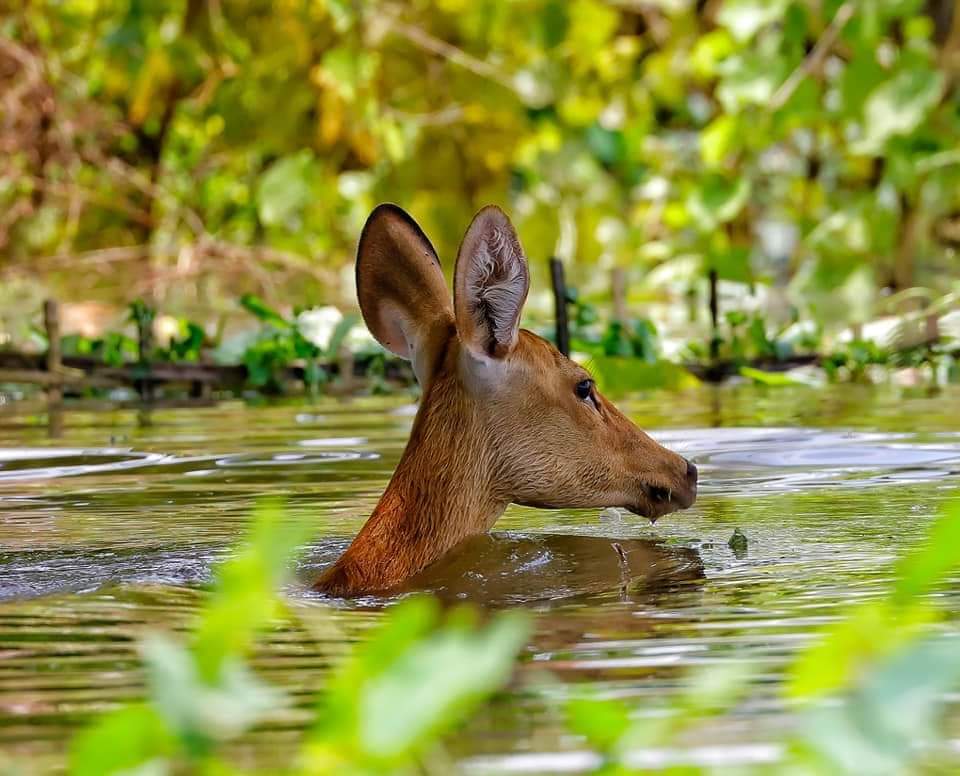 DekaPritam's tweet photo. 95% of Kaziranga is under water. Yet, it's more important to know what did BigB had today,with his toasted bread! The nation Wants to know.Yet,the nation doesn't show.
@ndtv @AJEnglish @sardesairajdeep
@ravishndtv @ABPNews
@ZeeNews @aajtak
@IndiaToday @timesofindia
 #PrayForAssam https://t.co/yVhcS1jdba