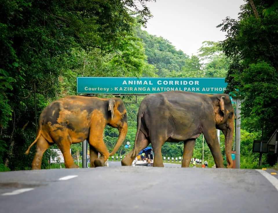 DekaPritam's tweet photo. 95% of Kaziranga is under water. Yet, it's more important to know what did BigB had today,with his toasted bread! The nation Wants to know.Yet,the nation doesn't show.
@ndtv @AJEnglish @sardesairajdeep
@ravishndtv @ABPNews
@ZeeNews @aajtak
@IndiaToday @timesofindia
 #PrayForAssam https://t.co/yVhcS1jdba