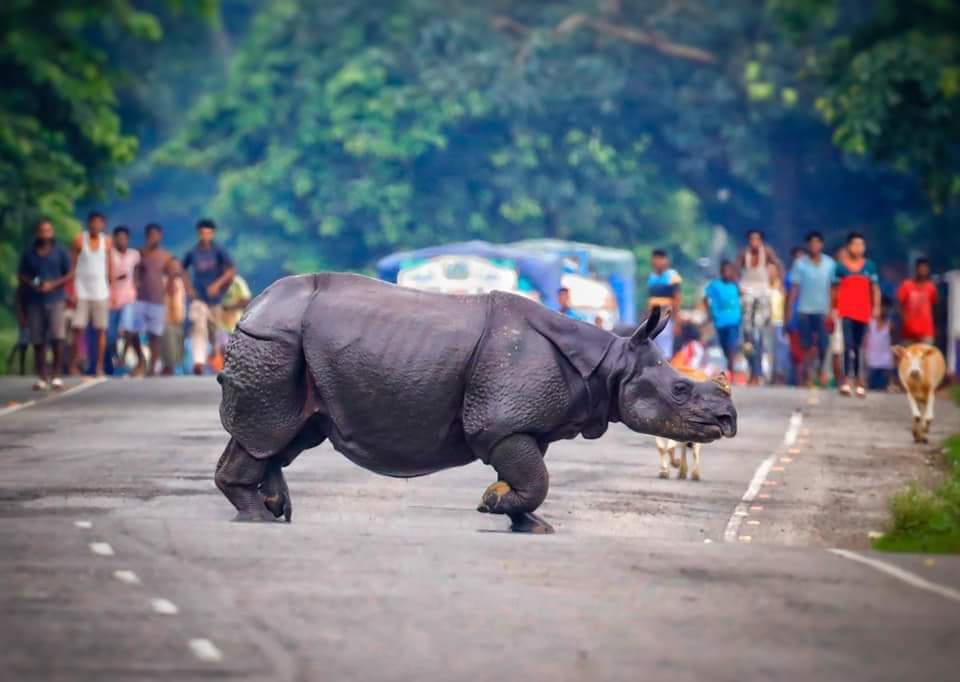 DekaPritam's tweet photo. 95% of Kaziranga is under water. Yet, it's more important to know what did BigB had today,with his toasted bread! The nation Wants to know.Yet,the nation doesn't show.
@ndtv @AJEnglish @sardesairajdeep
@ravishndtv @ABPNews
@ZeeNews @aajtak
@IndiaToday @timesofindia
 #PrayForAssam https://t.co/yVhcS1jdba
