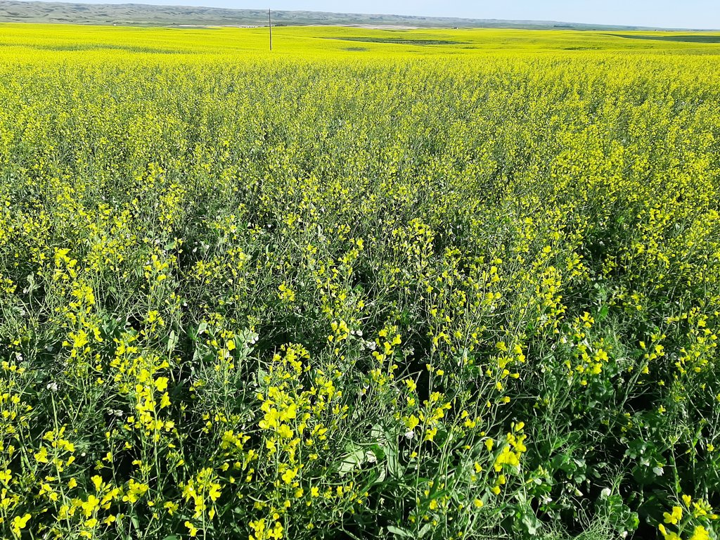 realTroyMiller's tweet photo. First time posting on Twitter and first year #intercropping. Liking it so far. Canola to my waist and peas past my knees. Not bad for 7lbs of N https://t.co/jIopuF4tJM