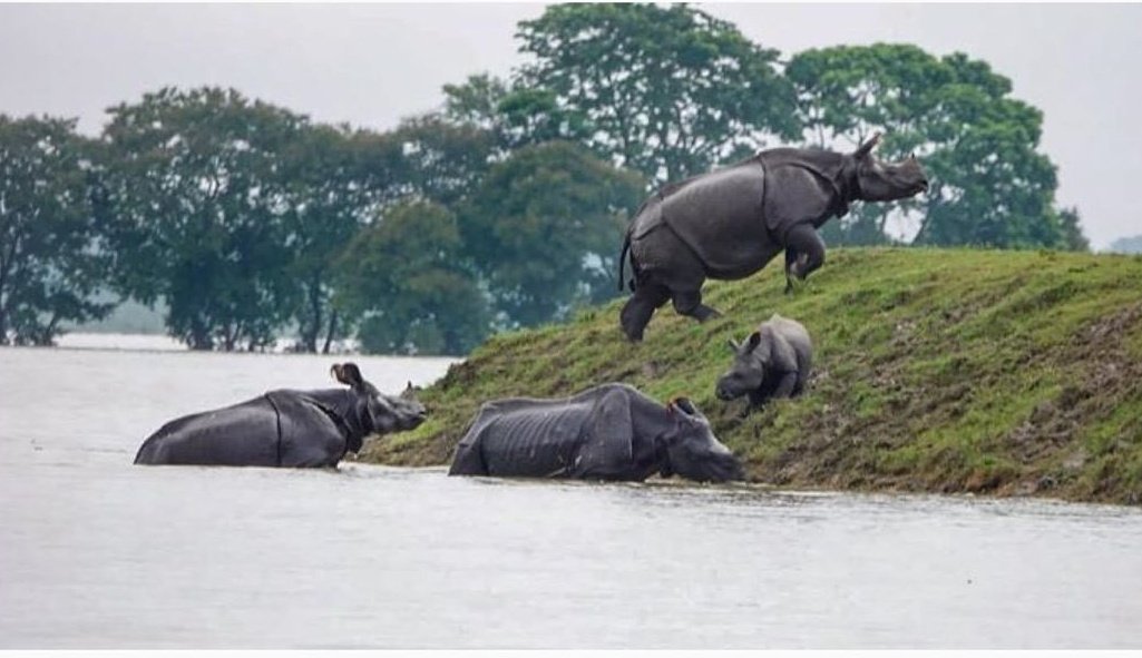 kay_okayyyy's tweet photo. What was their fault ?

Ohhh yes, they reside in a state which is completely neglected by the media, the govt. and the rest of the country!

#PrayForAssam #AssamNeedsHelp #AssamFloods2020 https://t.co/5maVAwS5Ks