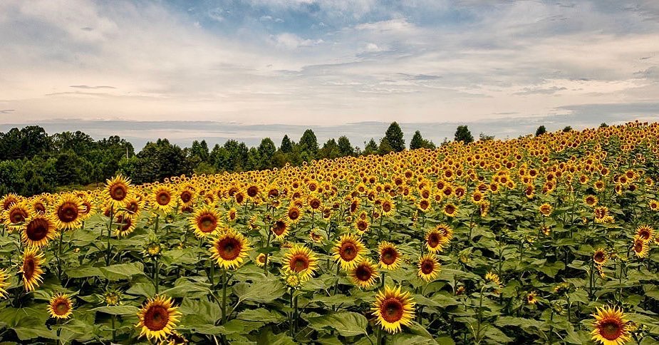 VisitOconeeSC's tweet photo. So much beauty in Oconee County! 📸 Susan Stamey on Instagram @beancountess1 Sunflower field in Long Creek, SC https://t.co/tw4SU0sRlF