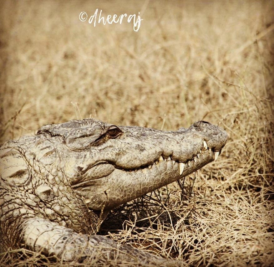 DrDheerajPandey's tweet photo. #Fieldnotes ~ बस यूं ही। 🐊
"But right now,
i am content to bask
in the sun and glory
of the world,
that is my own."

 #corbetttigerreserve 
#mycannon #aquaticlife #fieldpatrolling #crocs #kalagarhtigerreserve #ramganga #sonanadi https://t.co/4hERcwF8se