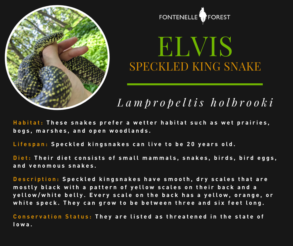 fontenelle4est's tweet photo. 🐍 Happy World Snake Day! 🐍
Meet Elvis Jr., our speckled kingsnake who is named after the King of Rock and Roll. Elvis is 8 years old and he’s been with Fontenelle Forest as an animal ambassador for 7-1/2 years.
#fontenelleforest #raptorrecovery #snakes #speckledkingsnake https://t.co/27r55a6QpU