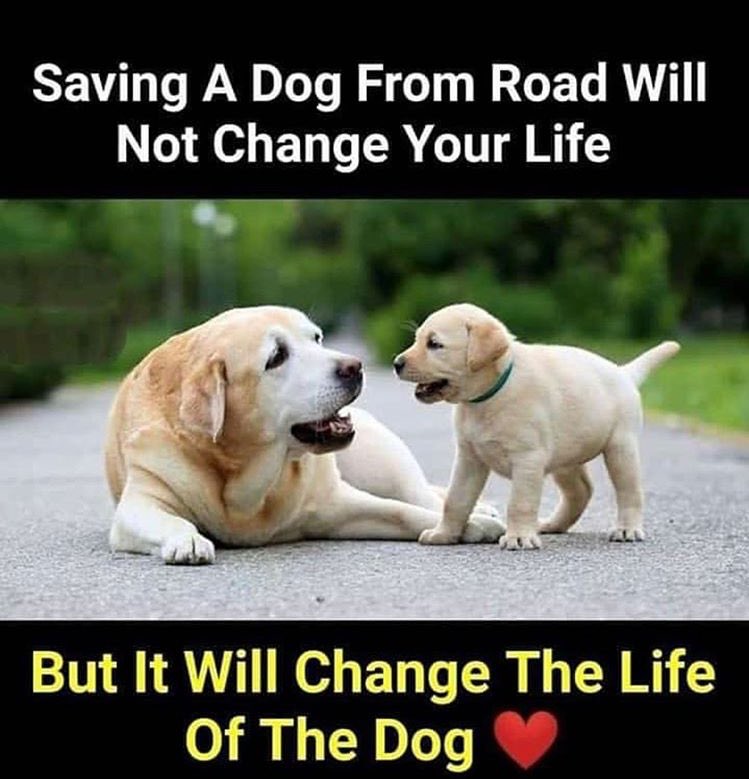 ShikhavatPriya's tweet photo. #savedog #doglovers https://t.co/UG3ARfresM