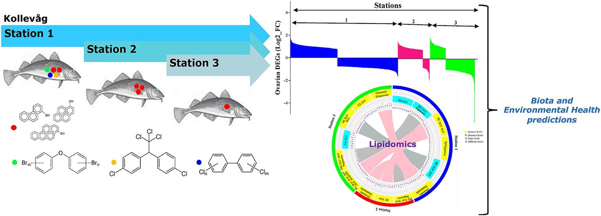 ensembl's tweet photo. Direct association between contaminant burden and ovarian toxicological and endocrine physiological responses in #cod 🐟
@ELSenviron #pollution #toxicology
https://t.co/vvGrSBr8UZ
#UsingEnsembl #UsingBioMart #BioMart https://t.co/STKQgifAr0