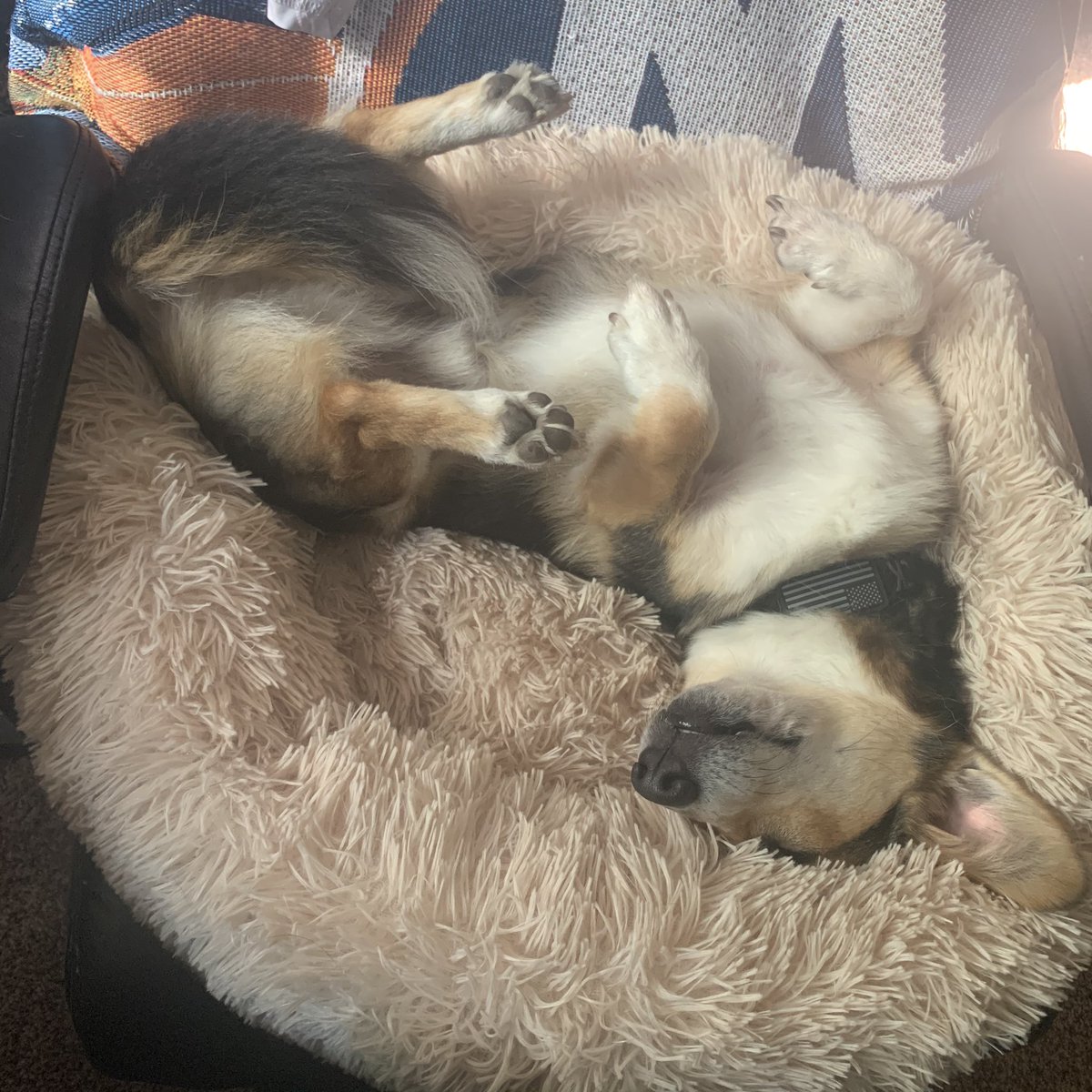 TeamCorgiBrand's tweet photo. CORGI DOWN, I REPEAT WE HAVE A CORGI DOWN https://t.co/z4TyKBPKcj