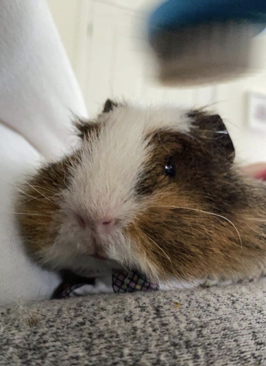 Oops forgot it was #GuineaPigAppreciationDay here to all those wonderful lil floofs all over the world! 🐹🐹🐹#guineapigs #bunnies #rescueandrehome