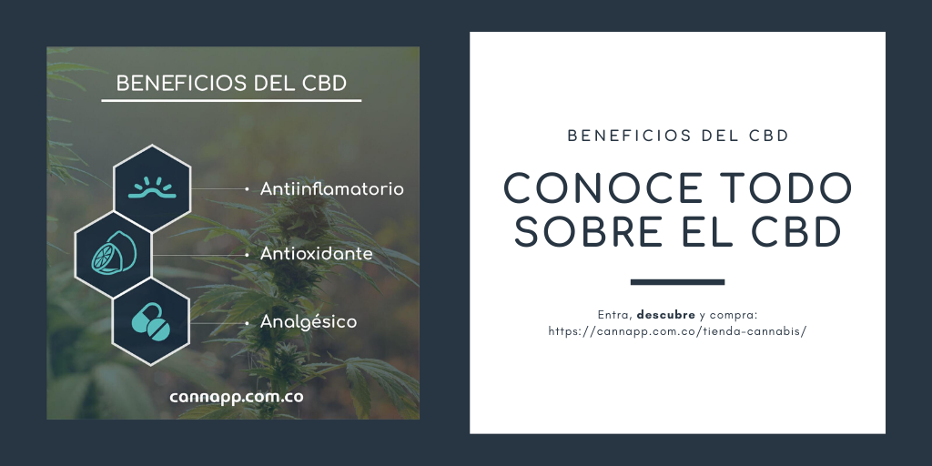 CannappColombia's tweet photo. El cannabidiol es un cannabinoide que no produce efectos psicoactivos y tiene una amplia gama de propiedades terapéuticas.

Actualmente, el CBD puede encontrarse en diferentes productos tanto medicinales como cosméticos.

Descubre, encuentra y compra

https://t.co/T6NrzlqNHv https://t.co/AIrY6XGZLX