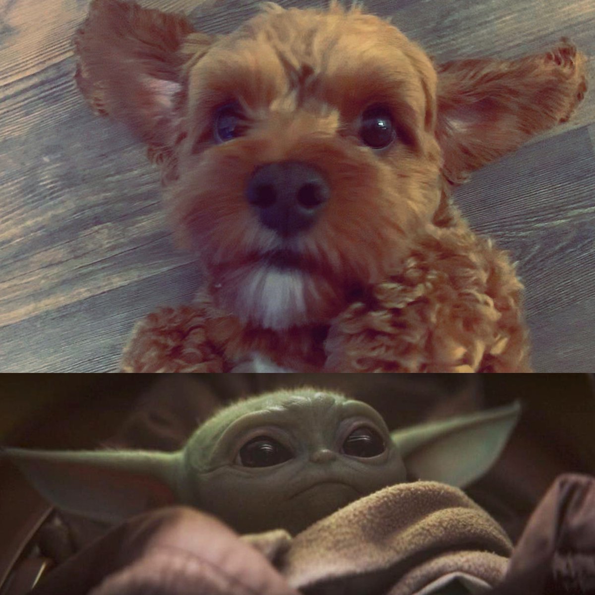 MeliFancy's tweet photo. my fur-baby yoda https://t.co/hnLkwI6tdC