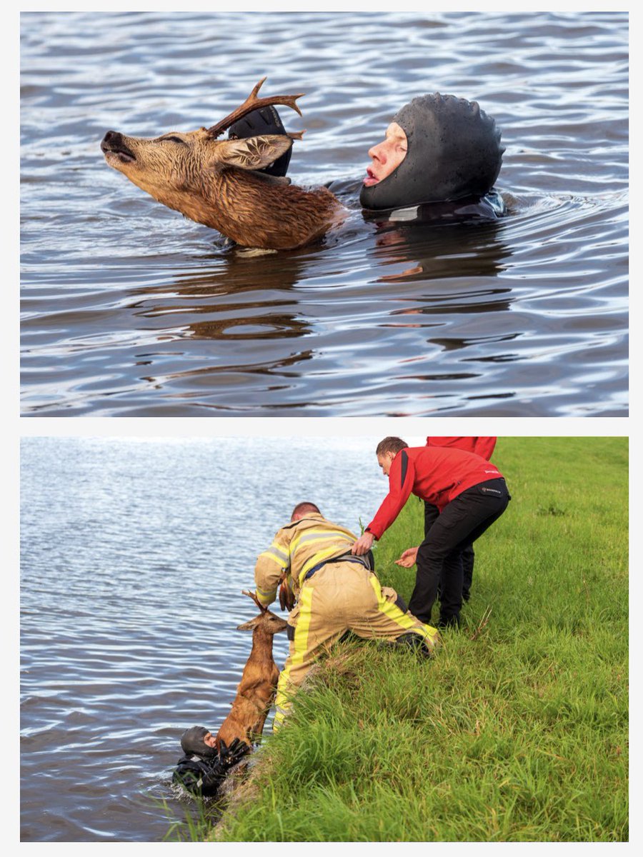 Mag ik u voorstellen: de mens. Fantastisch werk van @brandweerzwolle die ree uit water redde??.