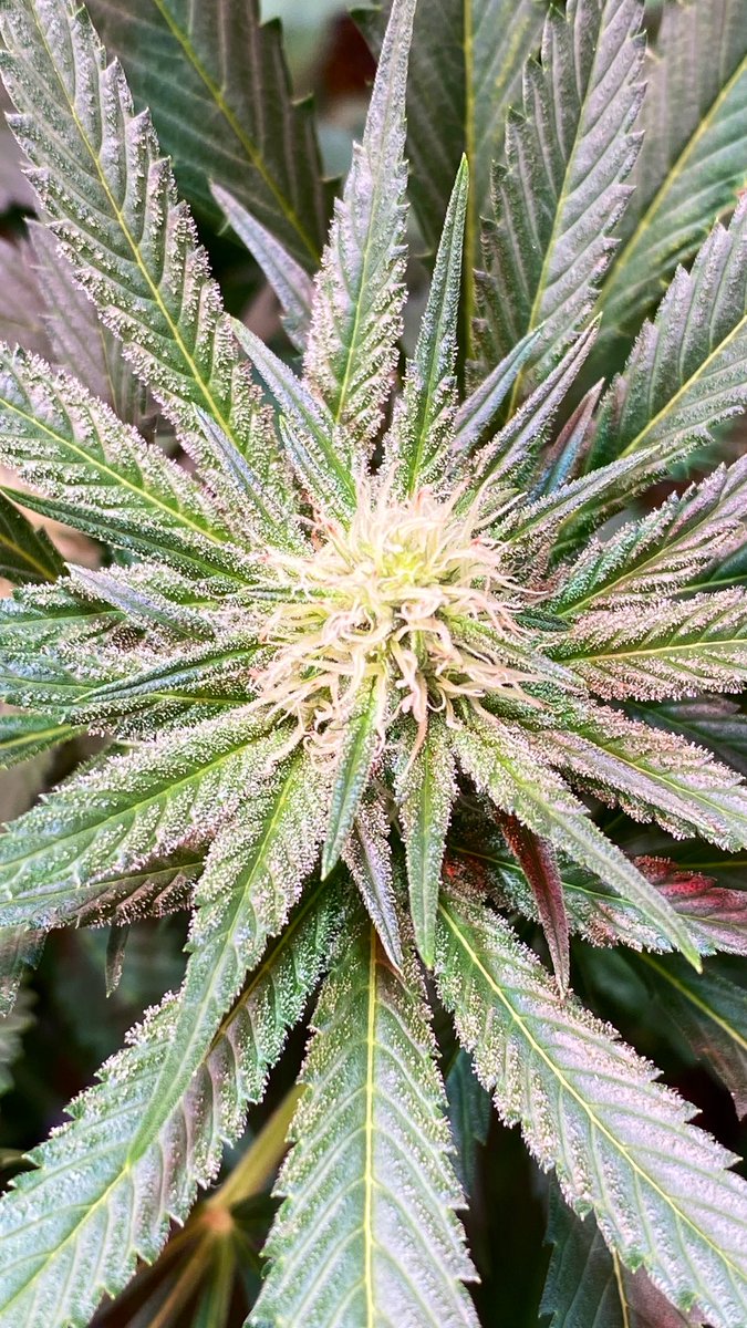 #LemonCreamsicle WK3 
One of a thousand ways to do it, but this way is mine. I’ve done it kinda the same way well into 40 years. Organic as I can, water is a key in my book. Nurture and nurture an a whole lotta watching, careful pruning and attention to every detail. Results show