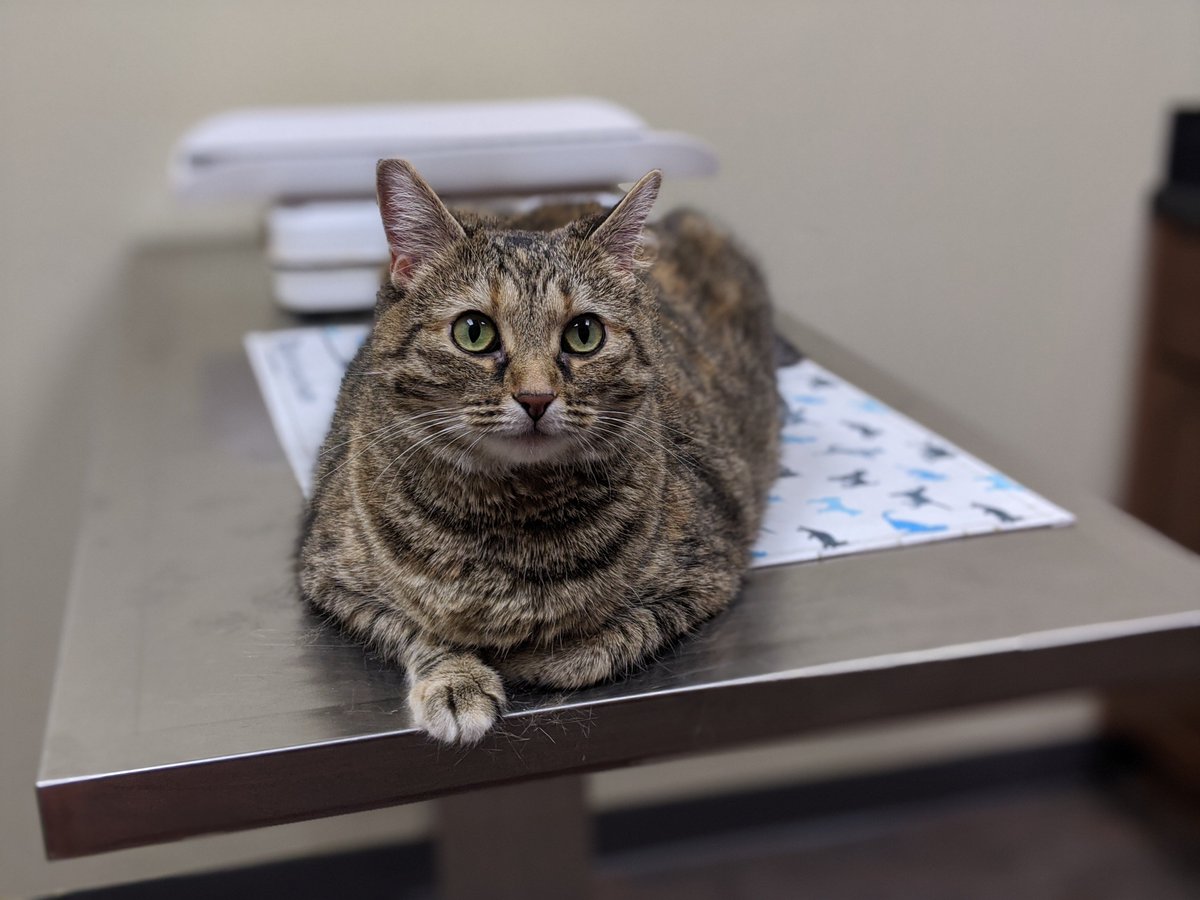 kharmathecorgi's tweet photo. My sistercat, Sunflower, is going to have to have bladder stones removal surgery soon. I had to have the same surgery a few years ago, so I will be sure to give her extra #corgicuddles while she heals. https://t.co/kaUG45jL7u