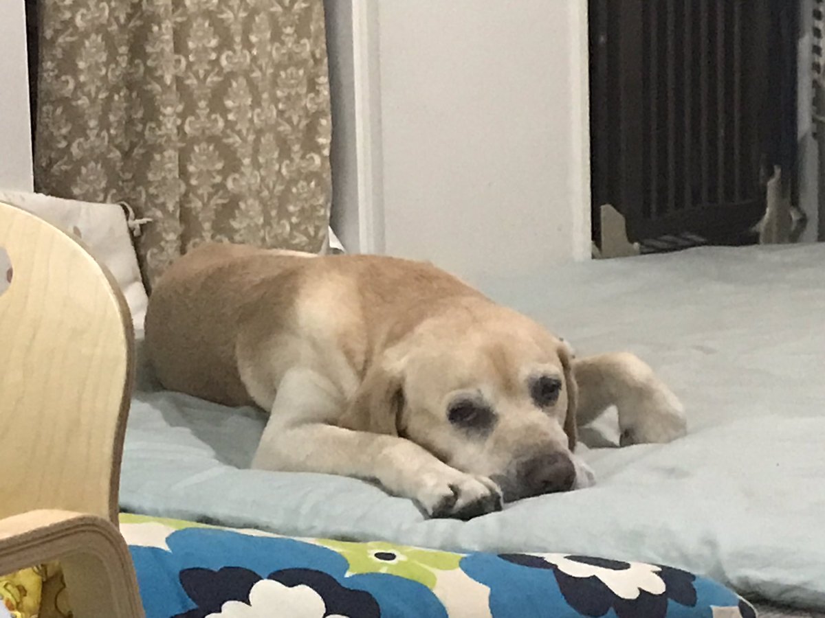 犬の変なクセ Twitter Search