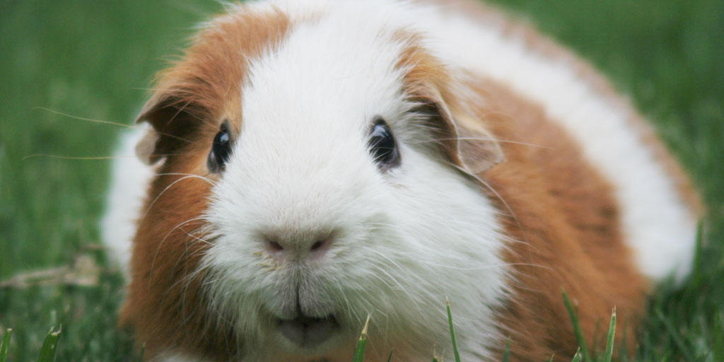 Wallops_Wood's tweet photo. It's Guinea Pig Appreciation Day.
.
So here is a Guinea Pig for  appreciation! 😍
.
#GuineaPigAppreciationDay https://t.co/EGdEAH9vTF