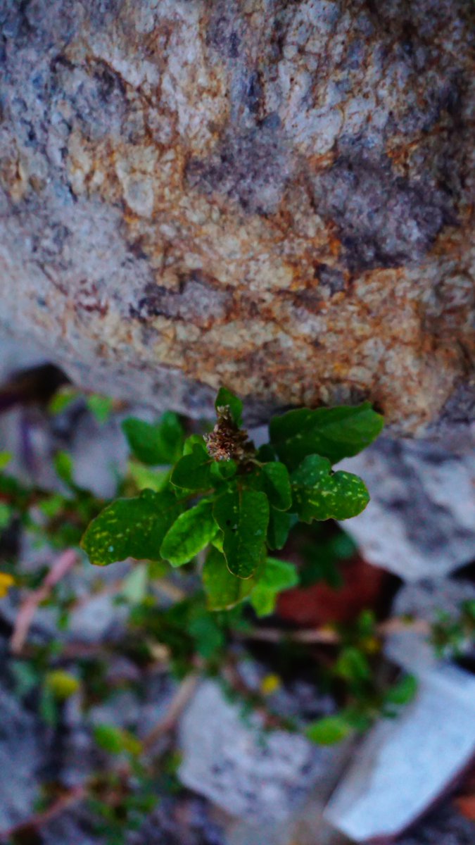 EsDonClemencio's tweet photo. Proceso de recuperación.
*
*
*
Miguel Fiallos (@DonClemencio)
*
*
#Depth #profundidad #photograph #photographylovers #sense_of_art #artisticphotography #classicimage #fotofilia #fotografi_amo #earth_bliss #underground_enthusiasts #earthphotography #stone_art #stone_ #art_sense https://t.co/QS4CUGoTmK