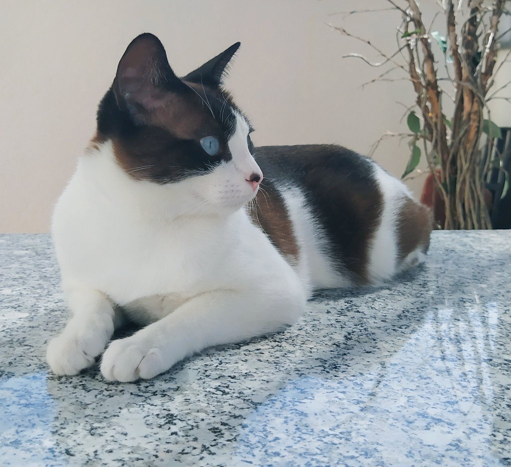 helenantyum's tweet photo. Busco compañeros/habitación para el curso 20/21 en coruña, llevo conmigo a esta gatita, la localización me da igual
Se agradece difusión https://t.co/HQL7qmUlVk